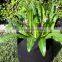 Provides Great Support large outdoor plant pots