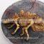 Artificial resin stegosaurus dinosaur fossils wall hangings for decoration