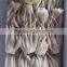 Frozen Illex Squid Tentacle