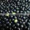 2014 high organic black soybean