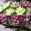 Vietnam Lotus seed