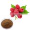 Best Natural Raspberry Extract/Fructus Rubi P.E/Fructus Rubi Extract
