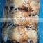 BQF frozen skin on wing on squid fillet with good quality