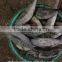 Frozen bonito from China seafood exporter with size 750-3000 g / pcs