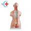 HC-S241 Human three-gender life-size body & organs anatomy model