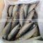 Japanese mackerel land frozen sea frozen Pacific mackerel and scomber japonicus