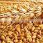 durum wheat