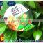 Iso/qs Nutritional Vegetable Porridge With Lid Aluminum Foil