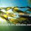 seaweed extract from kelp source seaweed fertilizer