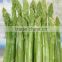 New Crop Canned Whole Green Asparagus spears 425g