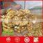 High Quality crushed walnut hickory nuts kernel