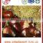 New crops Chinese raw chestnut in bulk