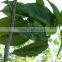 Factory Supply Top Quality Borneol