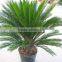 Home garden real ornamental plant Cycas revoluta