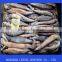 whole illex squid frozen
