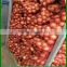 Professional Export Fresh Red/Yellow/White Onion To Malaysia/Sri lanka
