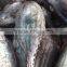 frozen skipjack tuna fish