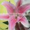 Elegant in smell crazy selling pink lilies flowers