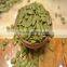 Shine skin Pumpkin seeds kernels good quality hot sale bulk raw for human consumption