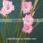 China wholesaler fresh pink gladiolus flowers for home/party /festival decoration