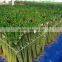 50cm lotus tiger lucky bamboo dracaena sanderiana indoor ornamental aquatic feng shui plants nursery garden decoration