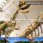 MY Dino-C026 Life Size Dinosaur Skeleton Model