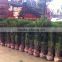 cycas revoluta outdoor palm sago plant