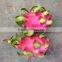 VIETNAM DRAGON FRUIT