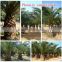 natural outdoor green decrotive ornamental landscaping palm trees plants