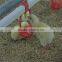hot-sale automatic broiler chicken ground feeding system
