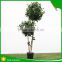 Mini Bonsai Artificial Ficus Trees