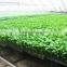 Direct Factory Price Crazy Selling low price seedling tray