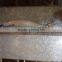 Frozen Pacific Mackerel Good-quality Seafood Pacific Mackerel Whole