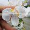 artificial real touch orchid with ceramic pot factory direct wholesale