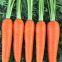drought resistant hIgh yield and strong growth hybrid carrot seeds vegetable seeds no.83
