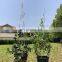 Hot Sale Grow Through Tomato Coated Decorative Moss Pole Garden Metal Climbing Life Plant Support