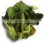 Organic dried lemon leaves/Hot sale dried lime leaf/Cheap price lemon leaf with good price from Vietnam