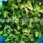 Sinocharm Top Quality Kosher Certified IQF Frozen Broccoli Floret