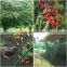 Agriculture HDPE Customized Anti Bird Net Garden Greenhouse Horticulture Plant Protection Cover Longevity