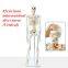 Spine Model Skull Model Muscular Model Medical Education Model
