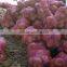 SEMI HUSKED COCONUT _ QQ : 2290755420