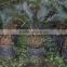 Decorative indoor bonsai cycas revoluta for sale