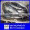 FROZEN ATLANTIC SPANISH MACKEREL WHOLE ROUND