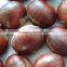 fresh chestnut 2015 crop