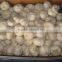 (NEW) 2015 China Fresh Garlic With High Reputation at Abroad