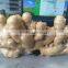 fresh ginger air dry ginger