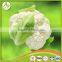 supply new crop fresh iqf frozen cauliflower