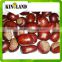 bulk Dried fresh chestnuts