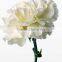 Fresh cut flowers Top Quality White carnation