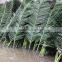 Artificial palm tree leaves